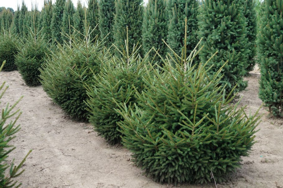 Хвойные кониферс