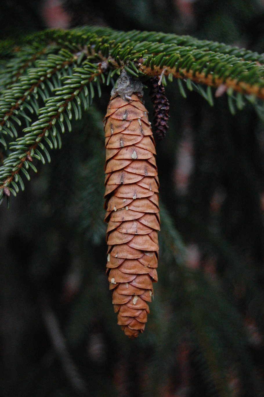Picea orientalis