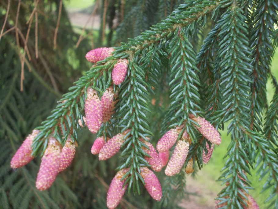 Ель Восточная Ауреоспиката (Picea orientalis Aureospicata)