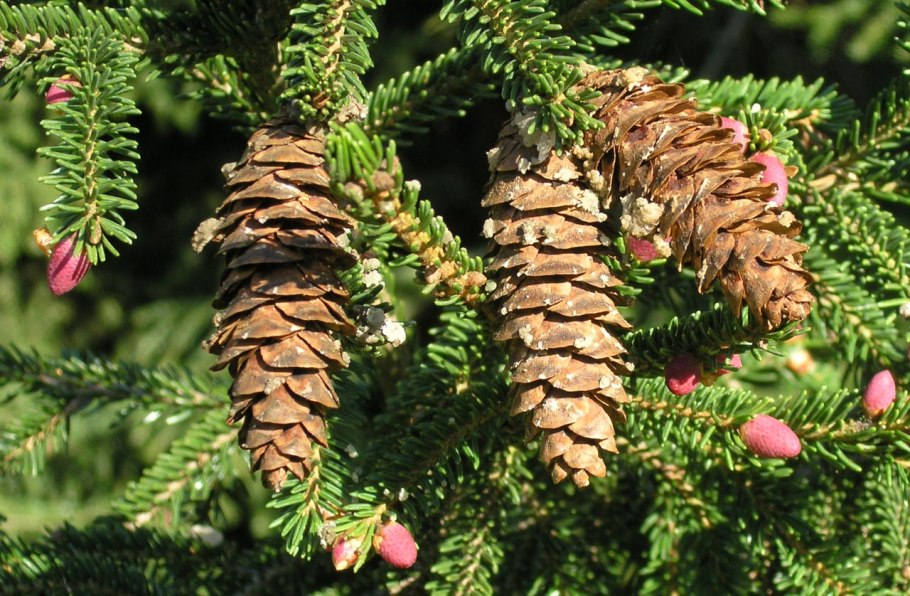 Ель Восточная (Picea orientalis Barnes)