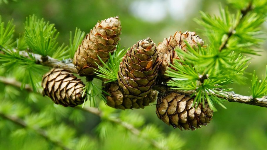 Ель европейская Picea Abies