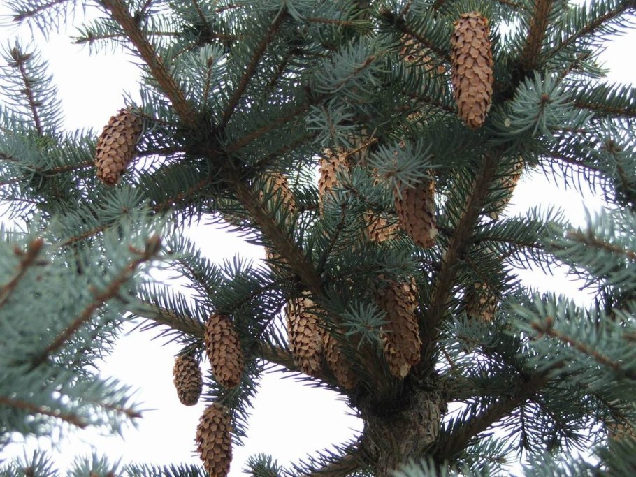 Голубая ель шишки