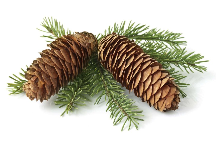 Ель Сибирская шишка