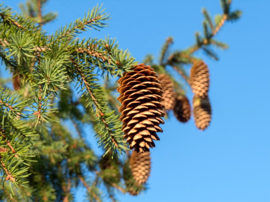 Лесные шишки