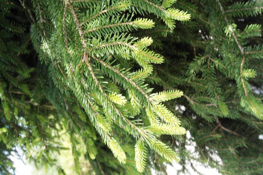 Ель с шишками в лесу