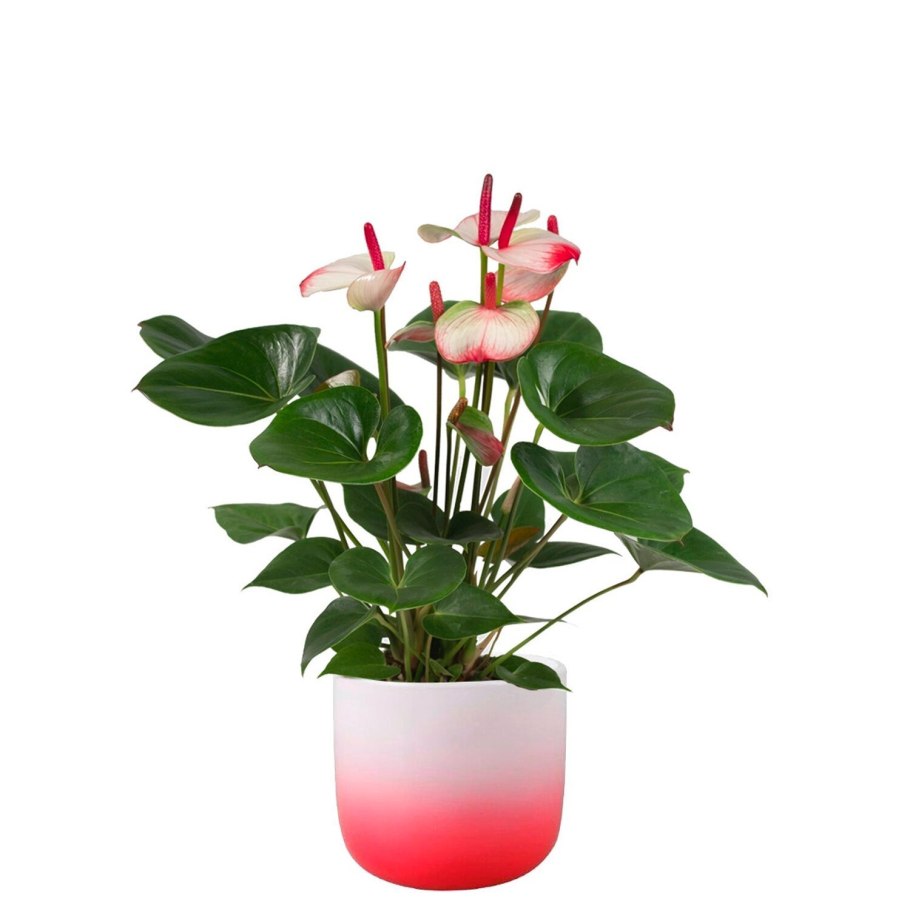 Антуриум белый