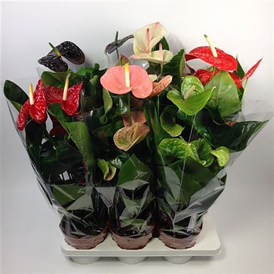 Антуриум Андрианум микс