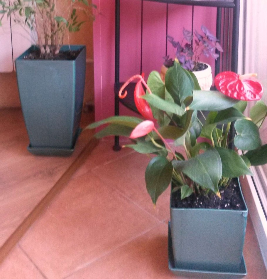 Антуриум Андре карликовый