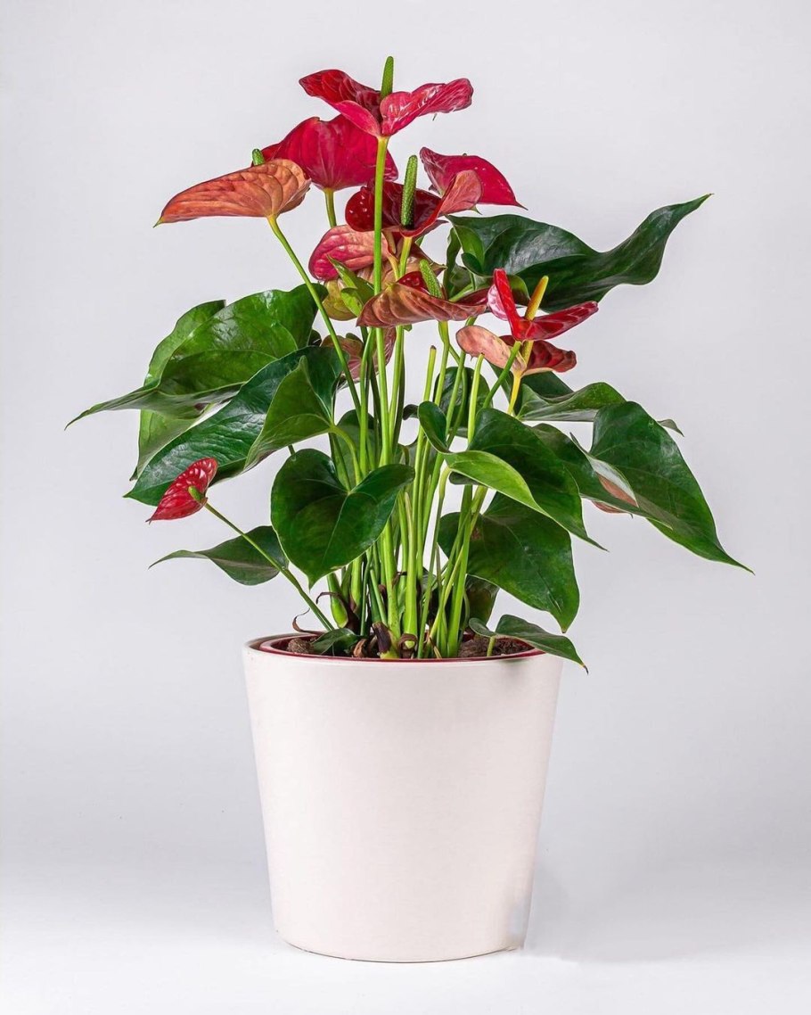 Горшок для антуриума