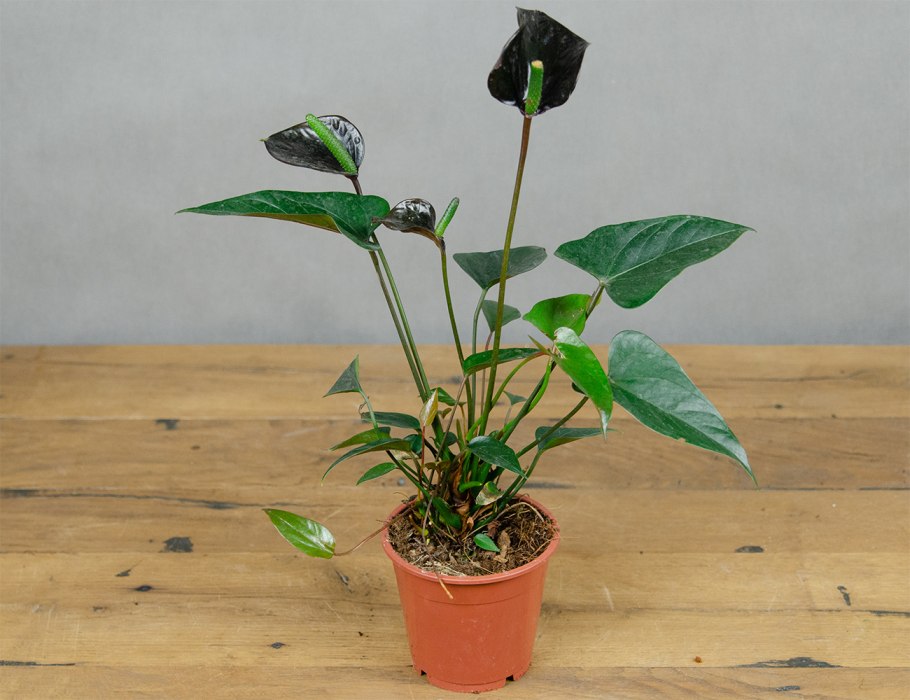 Антуриум Андре микс