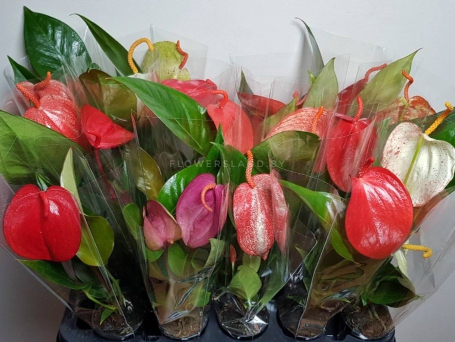 Кашпо для антуриума