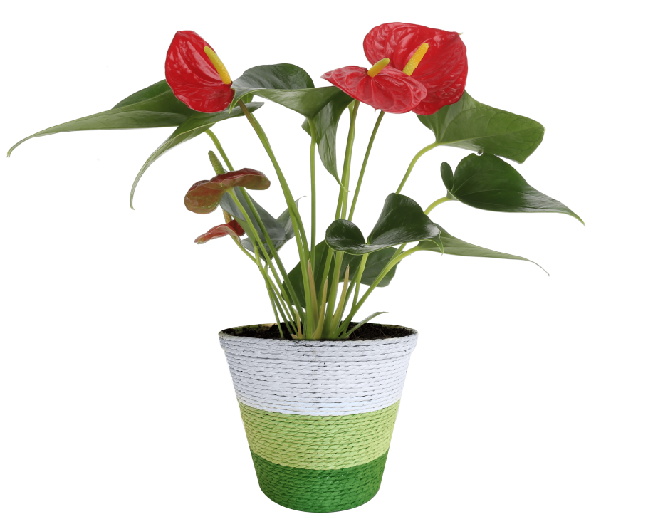 8. Антуриум – Anthurium