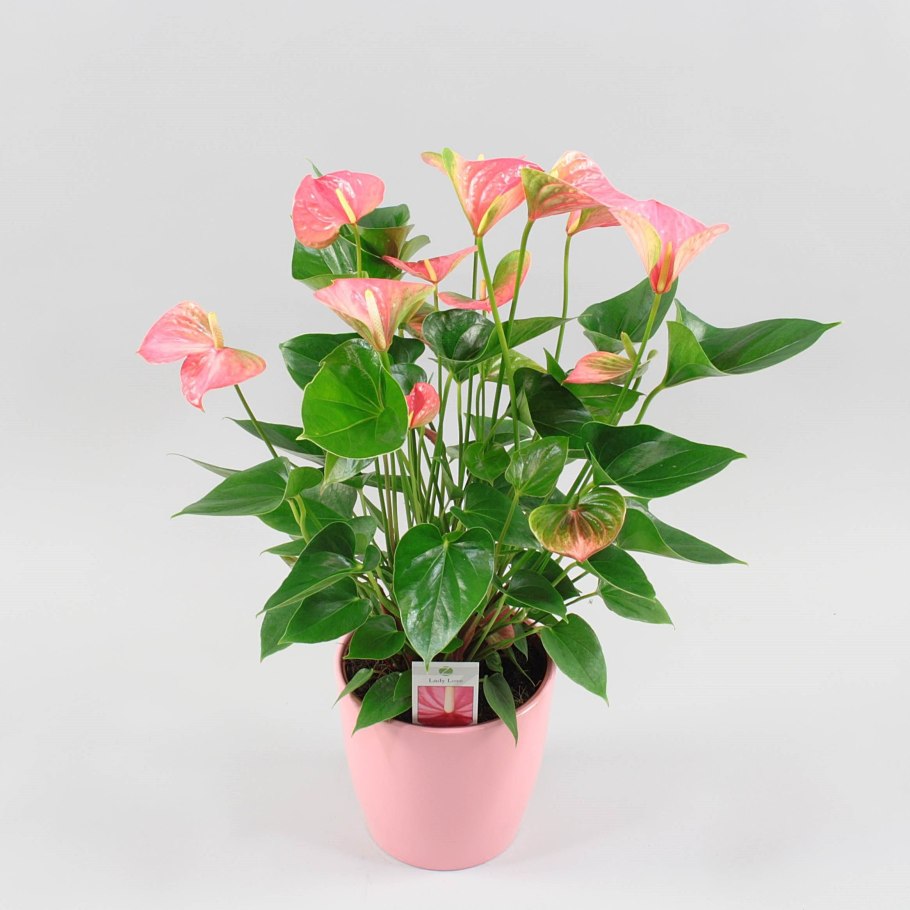 Антуриум Арроу