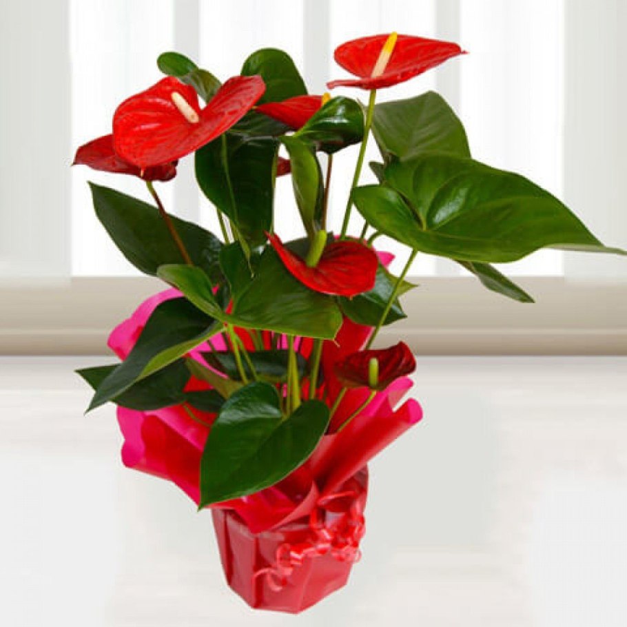 Антуриум Андрианум