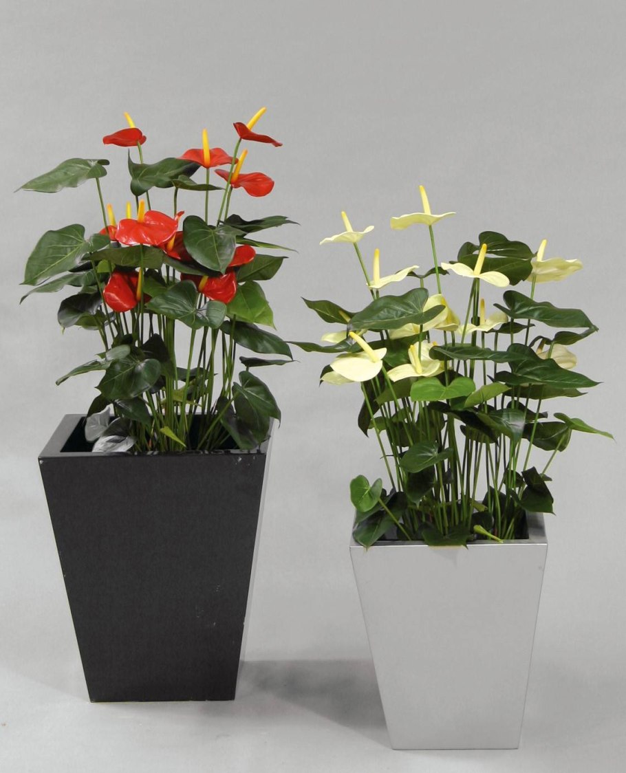 Спатифиллум и Антуриум