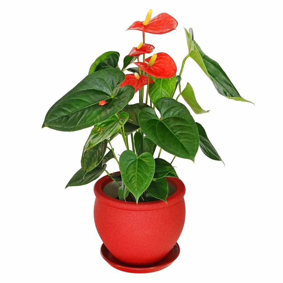 Антуриум куст де Люкс нежно-розовый