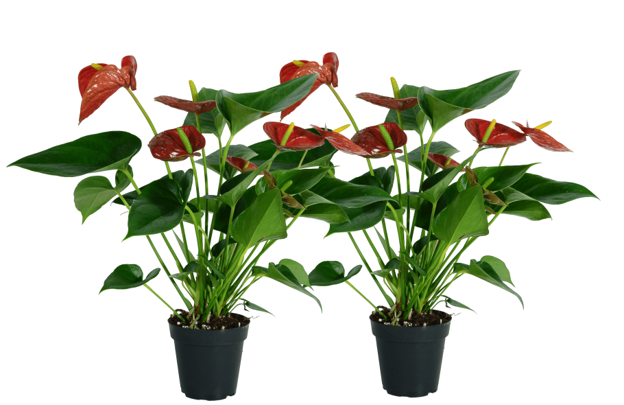 Антуриум Андрианум Зизу