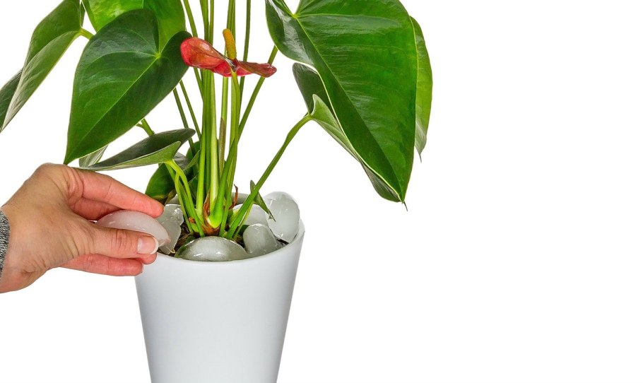 Антуриум Андрианум