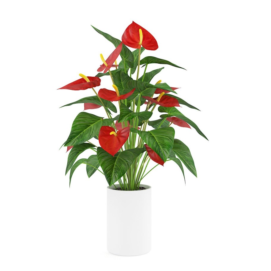 Антуриум interyer