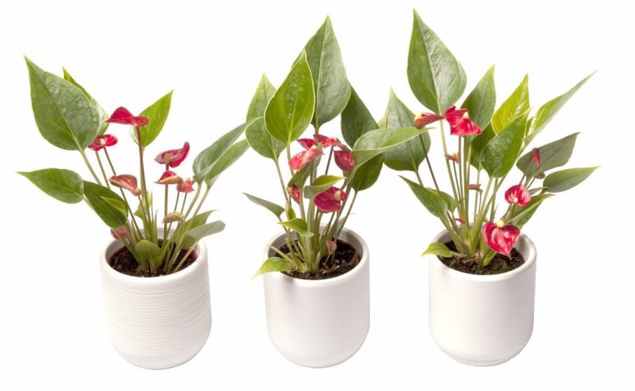 Антуриум Колорадо красный