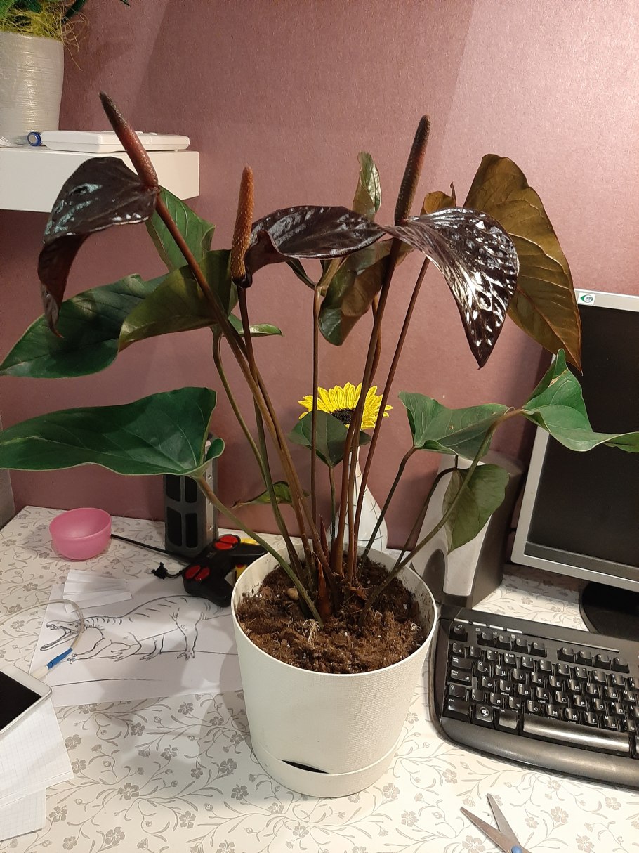 Антуриум разные сорта в один горшок