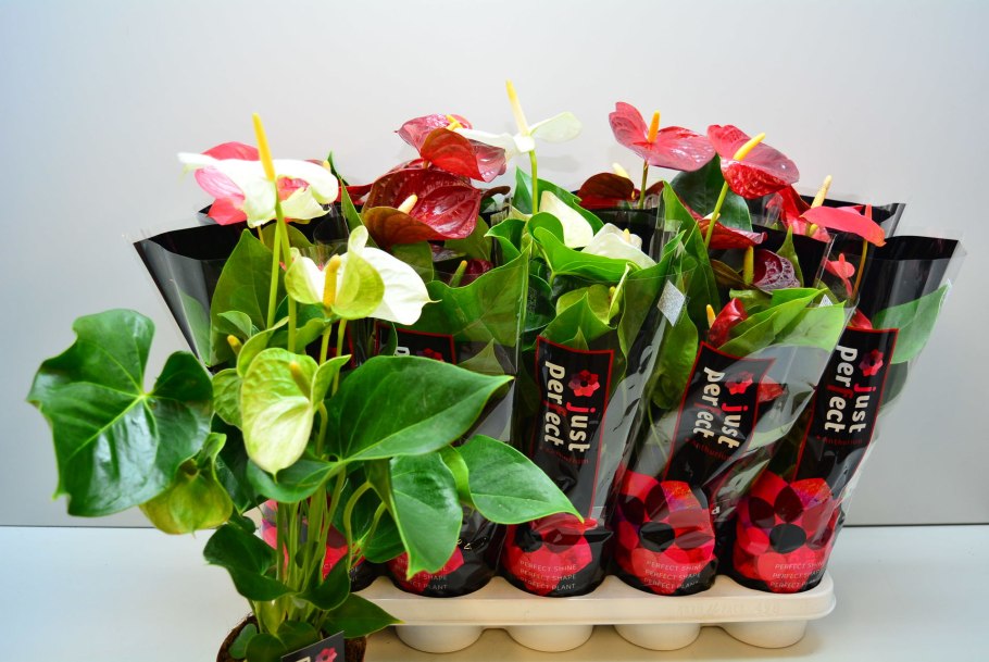 Антуриум Шерцера микс