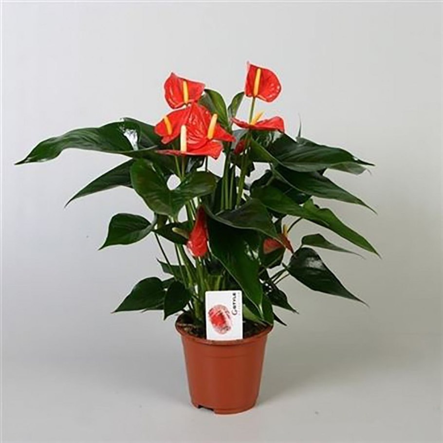 Горшечное растение Антуриум