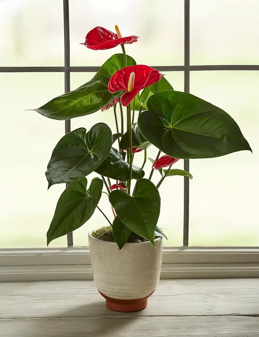 Спатифиллум Антуриум (Spathiphyllum wallisii)