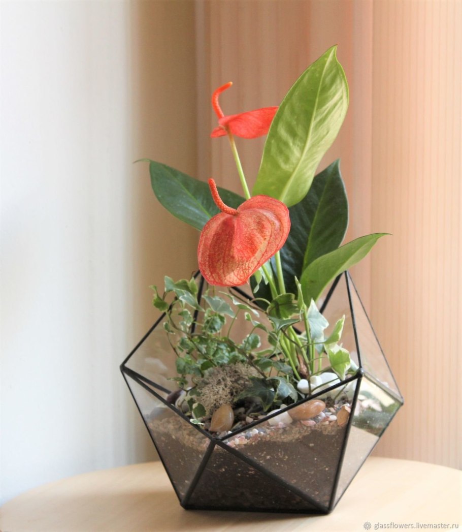 Антуриум Шоколадница