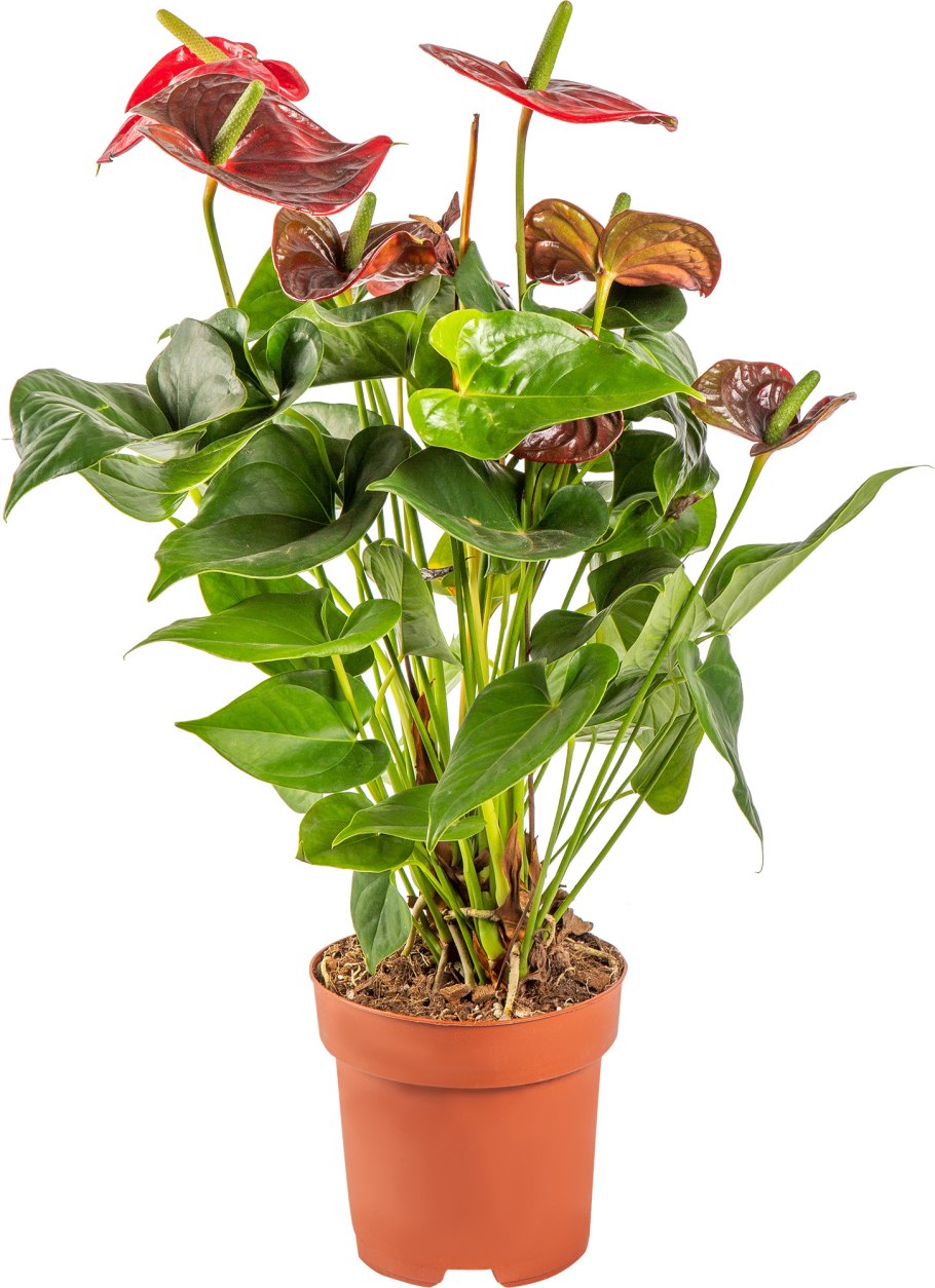 Антуриум в белом горшке