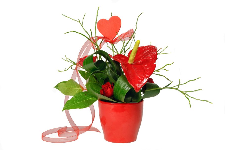 Папоротник Антуриум