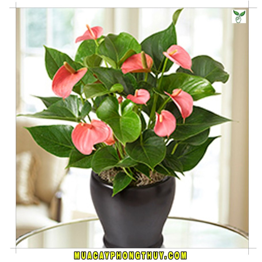 Антуриум большой