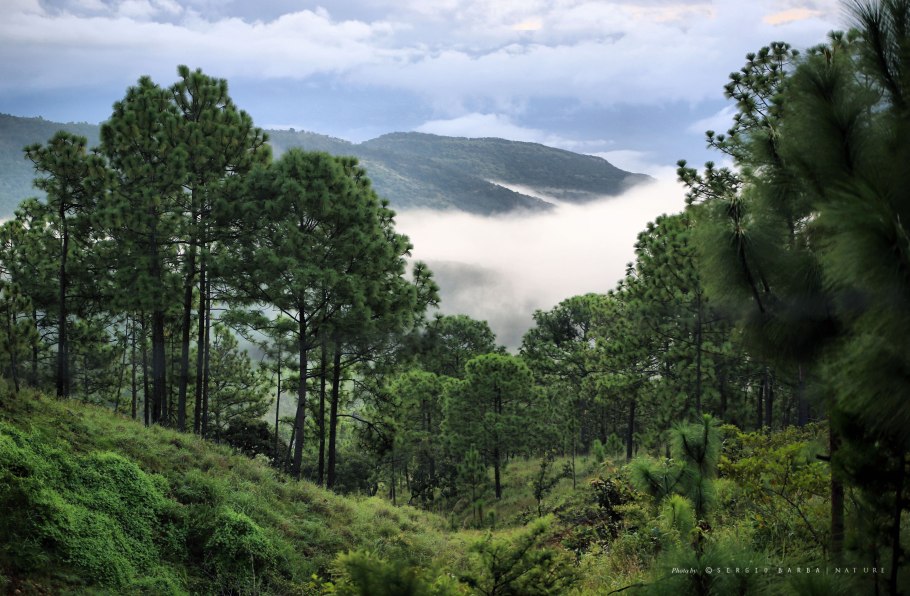 Широколиственный лес Северной Америки