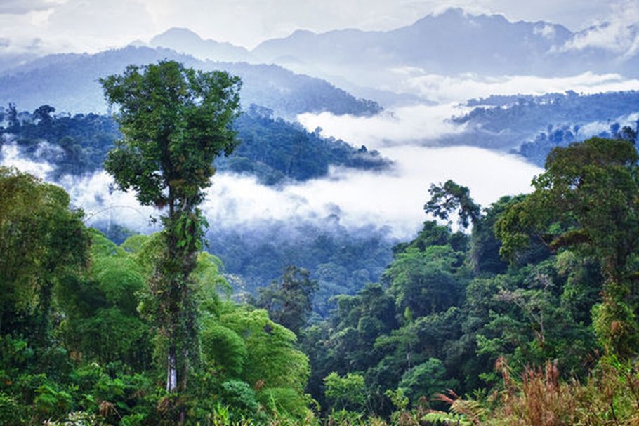 Канада смешанные и широколиственные леса