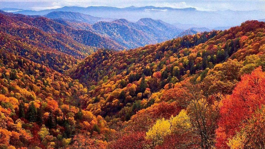 Зона широколиственных лесов таблица