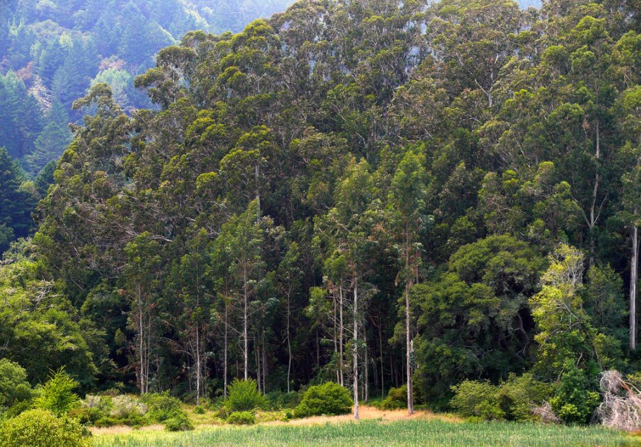 Эвкалиптовые леса австралии