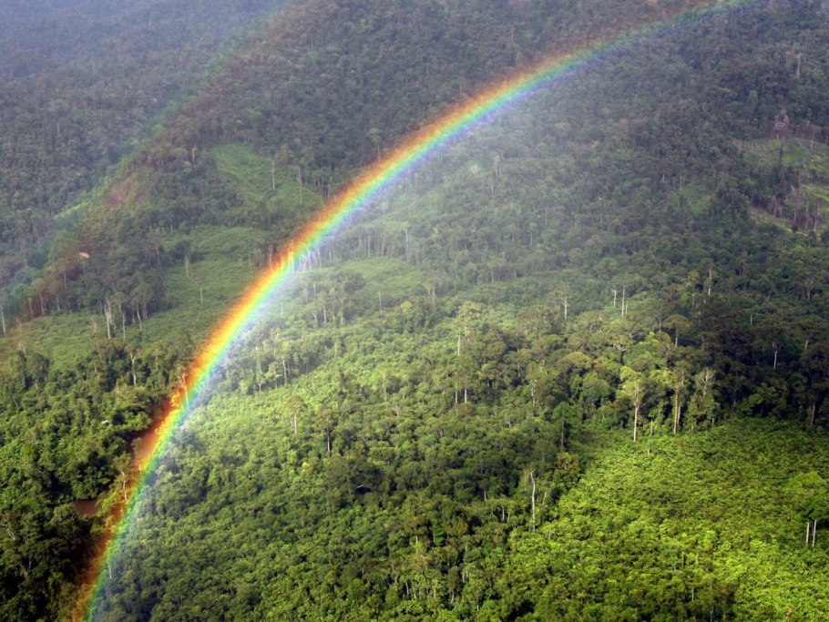 Леса гилеи Коста Рика