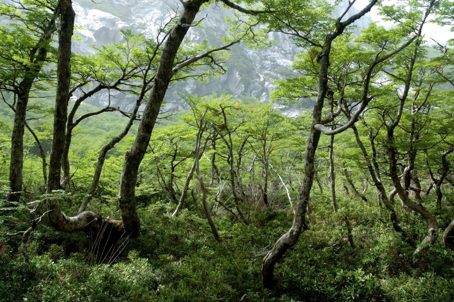 Светлохвойная Тайга Северная Америка