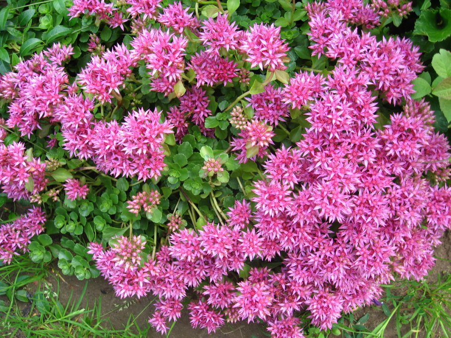 Красивоцветущий Очиток многолетний