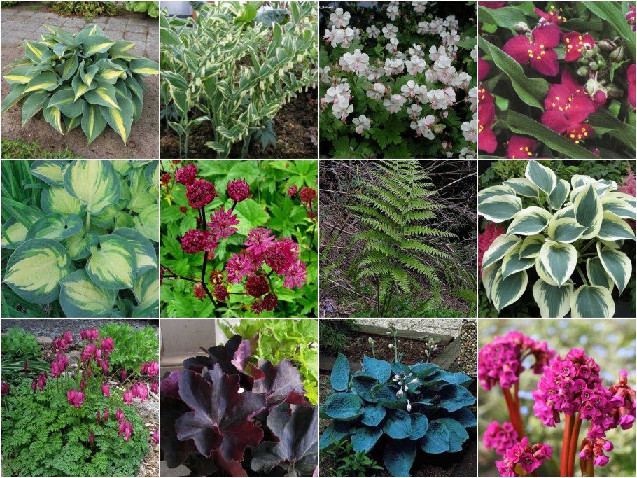 Рудбекия 'Goldsturm'