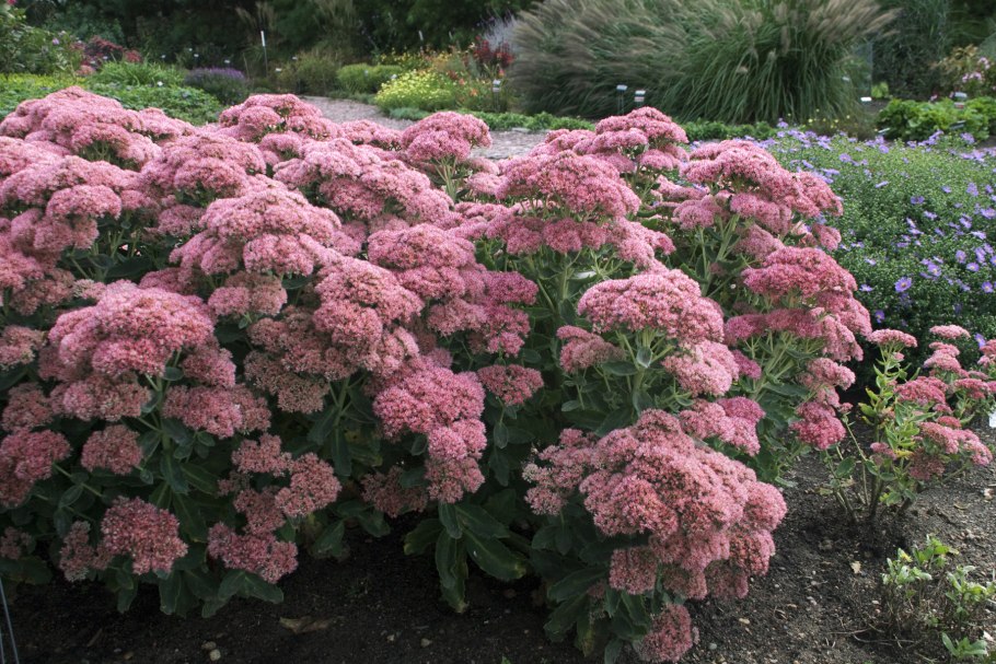 Садовые растения