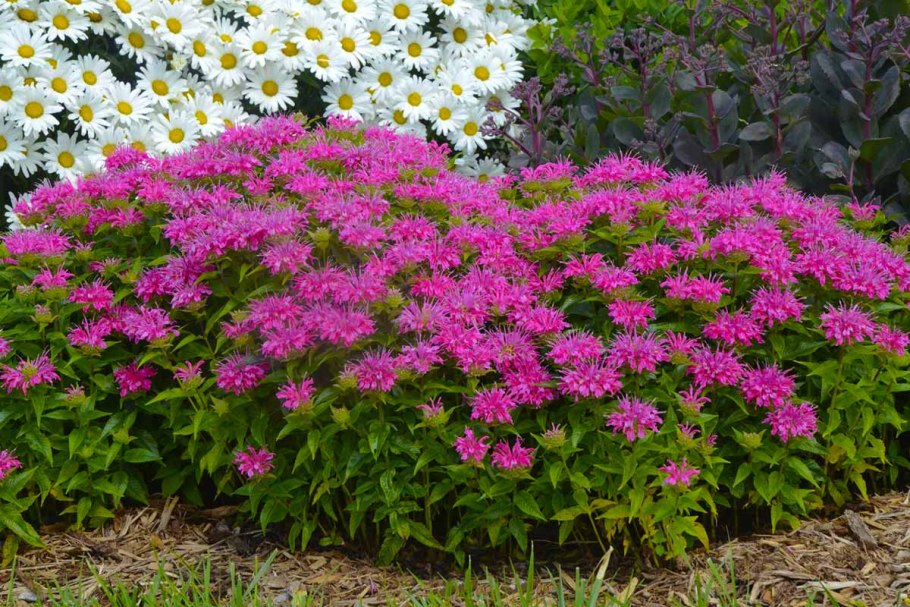 Низкорослые георгины Гэллери