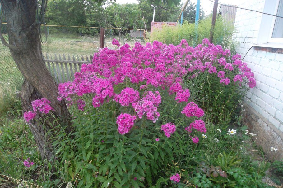 Лилейник с флоксами на клумбе