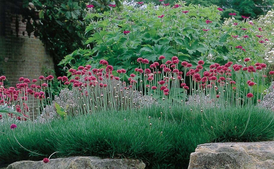 Цветы Азалия Садовая