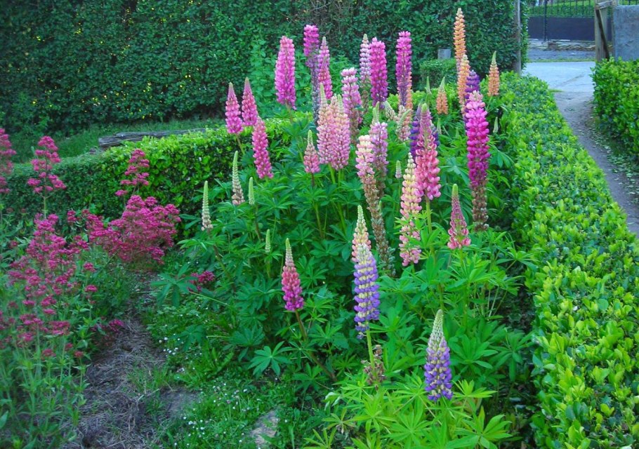 Доротеантус и Мезембриантемум