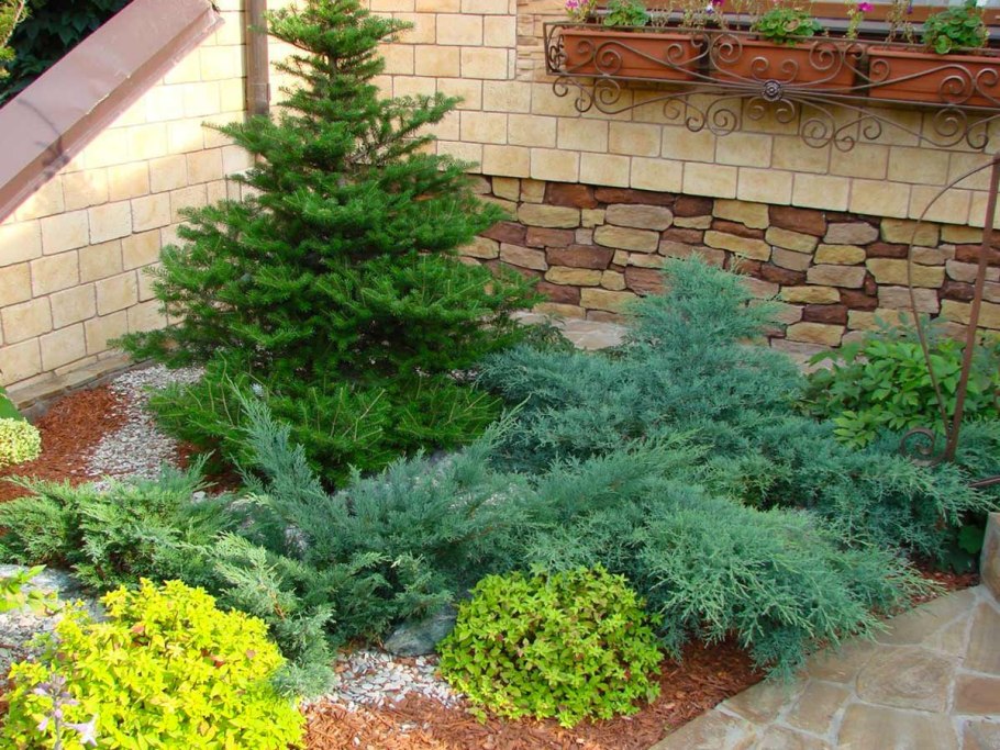 Хвойники японская туя