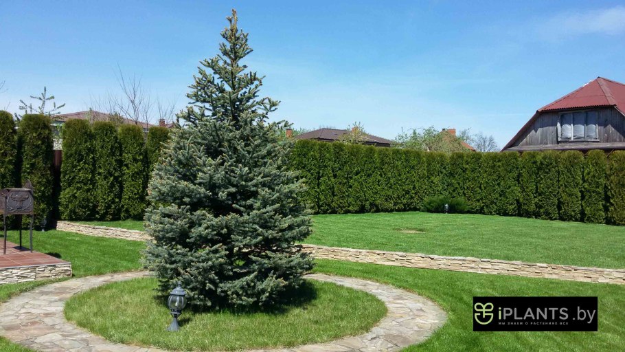 Ель колючая Мисти Блю