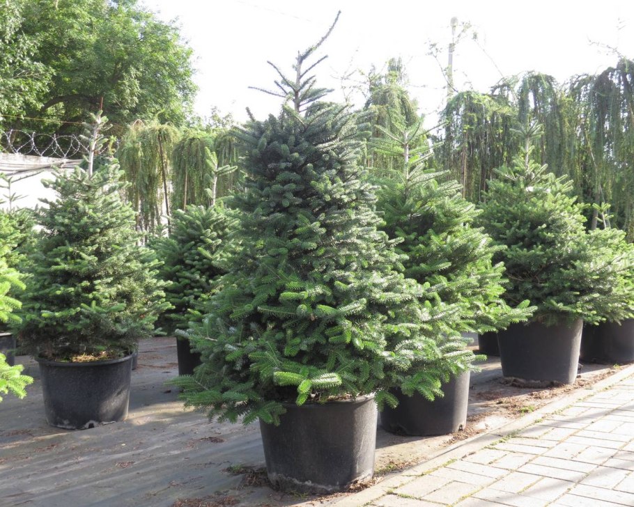 Пихта Нордмана саженцы