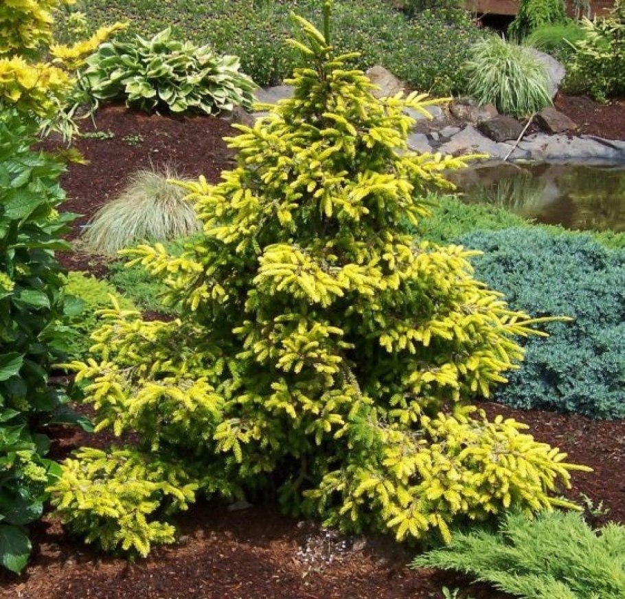 Сосна Горная Мугус ниваки