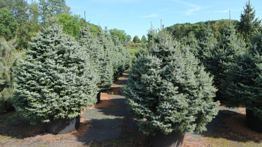 Ель канадская (сорт 'Golden Peak')